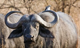 Cuộc chiến khốc liệt của trâu rừng đực hung hăng, nguy hiếm nhất Châu Phi