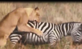 Sư tử ‘no đòn’ vì bị ngựa vằn phản công