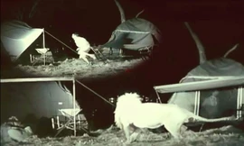 Các du khách hoảng sợ khi bị sư tử tấn công.