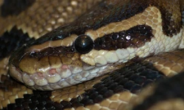 Điểm danh 3 loài 'mãng xà' lớn nhất Việt Nam 