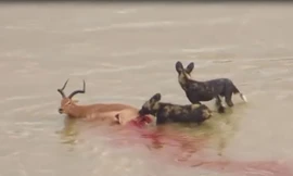 Đàn chó hoang ăn thịt linh dương dưới nước