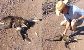 Diều hâu từ kẻ đi săn trở thành con mồi