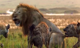 Bầy linh cẩu tấn công sư tử.