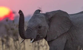 Những loài động vật ‘lãng mạn’ nhất thế giới