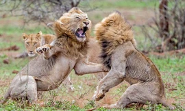 VIDEO: Sư tử đực hỗn chiến ác liệt giành quyền giao phối