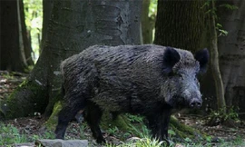 Thổ dân châu Phi dùng khỉ để săn lợn rừng 