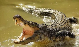 Trăn và cá sấu cùng nhau 'truy sát' chuột lang khổng lồ