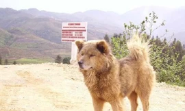 Điểm mặt 2 giống chó nổi tiếng của Việt Nam 