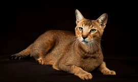 10 giống mèo có trọng lượng lớn nhất thế giới