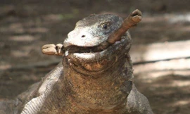 Rồng Komodo.
