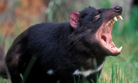 Những loài động vật có lực cắn mạnh nhất thế giới 