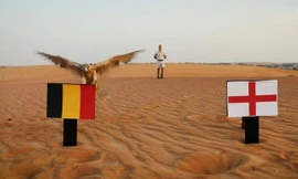 "Tiên tri" chim cắt dự đoán Bỉ sẽ hạ gục Anh.