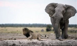 Voi con lạc đàn thành bữa tiệc cho bầy sư tử háu đói