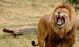 Sư tử đực đầy thương tích sau khi bị đồng loại đánh 'hội đồng'