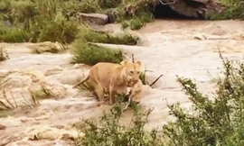 VIDEO: Sư tử mẹ tha con vượt sông chảy xiết