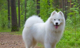 Hai giống chó đắt nhất thế giới 