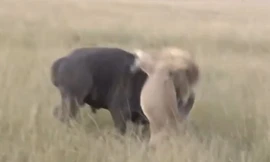 Trâu rừng phản đòi quyết liệt, sư tử bỏ chạy thoát thân