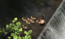 Clip: Nín thở nhìn đàn vịt con vượt qua thác nước