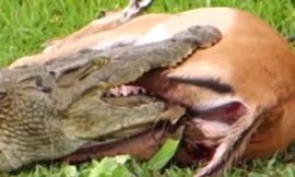 Kẹt trong hàm cá sấu, linh dưỡng vẫn phản đòn và thoát chết kỳ diệu