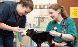 Kỳ lạ chú bò chỉ nặng vỏn vẹn bằng một con mèo