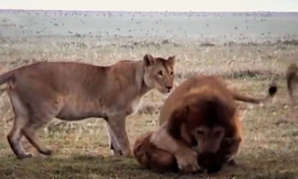 Clip: Đàn sư tử hợp sức tấn công linh cẩu 