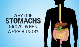 Vì sao dạ dày kêu lọc xọc khi đói?