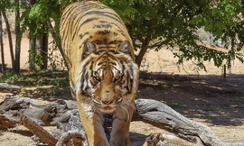 Hổ Bengal dọa người quản tượng 'hú hồn'