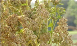 Giống cây thần kỳ có khả năng 'loại bỏ muối' khi trồng trên đất mặn