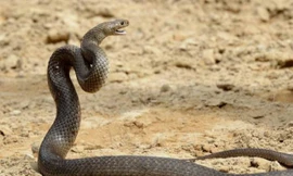 Nghẹt thở với màn ‘đấu trí’ giữa chuyên gia và con rắn độc 