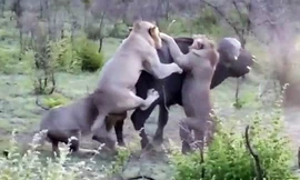 Cuộc chiến sống còn giữa trâu rừng với 4 con sử tử