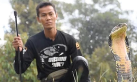 Rắn hổ mang dài 4m bị thu phục 