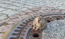 Ly kỳ màn giải cứu chú chuột béo ú bị kẹt ở nắp cống