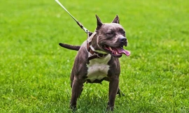 Top 11 giống chó hung hăng nhất thế giới (Phần 1)