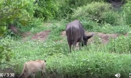 VIDEO: Mải kiếm ăn, trâu rừng bị đàn sư tử ‘xơi tái’