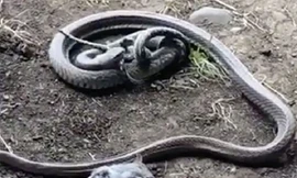 Trận tử chiến giành mồi giữa trăn và rắn nâu Phương Đông