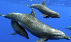 Màn phối hợp săn mồi mãn nhãn giữa cá heo và cò trắng