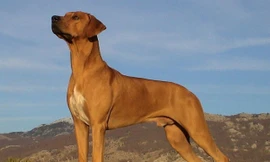 Chó săn sư tử châu Phi, nguồn gốc và đặc điểm 