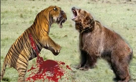 Đại chiến giữa hổ và gấu nâu