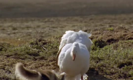 Cáo Bắc Cực 'ăn trộm' con non của ngỗng tuyết