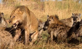 Sư tử đực bị bao vây bởi bầy linh cẩu và cái kết bất ngờ