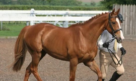 Những con vật đắt nhất thế giới (phần 2)