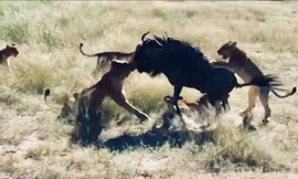 Linh dương đầu bò ác chiến với bầy sư tử.