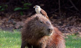 Chuột lang trả giá đắt vì thách thức báo gấm 