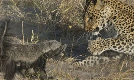 Lửng mật mẹ liều mình cứu con khỏi nanh vuốt báo hoa mai