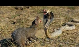 Cái kết ‘đắng’ sau màn so tài giữa rắn hổ mang và cầy mangut