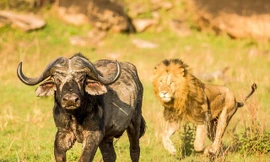 Khoảng khắc thần kỳ, trâu rừng thoát khỏi sự ‘truy sát’ của sư tử và cá sấu