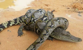 Rơi vào ‘cửa tử’, cá sấu vẫn may mắn thoát chết