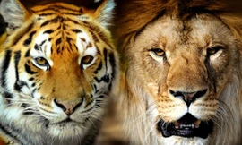 Trận chiến giữa sư tử và hổ dưới góc nhìn của chuyên gia