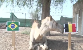 Lạc đà Shaheen dự đoán Brazil sẽ thua Bỉ.