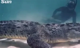 Màn đối mặt ‘rợn người’ giữa thợ lặn và cá sấu khổng lồ